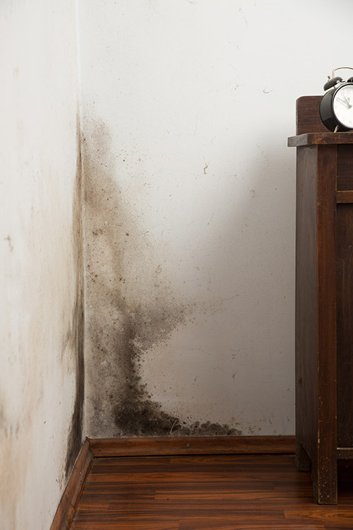 Black mould buildup in the corner of an old house